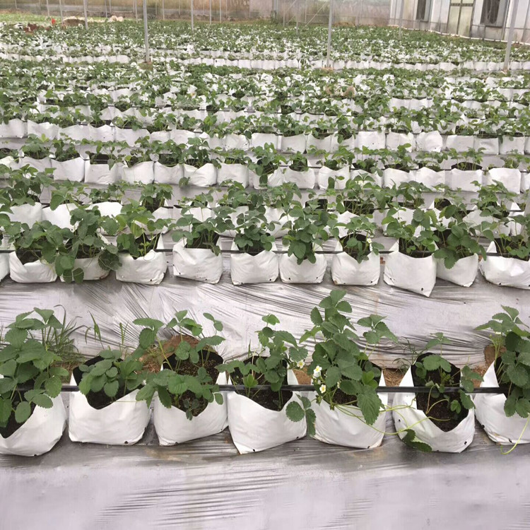 Greenhouses use plastic grow bags Grow Bag Wholesale