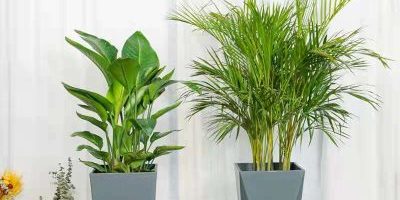 Custom large plastic plant pots (6)