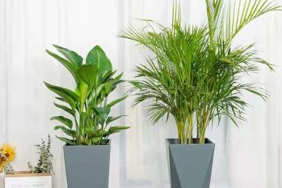 Custom large plastic plant pots (6)