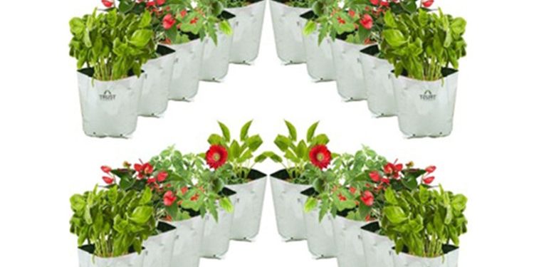 Greenhouses use plastic grow bags (1)