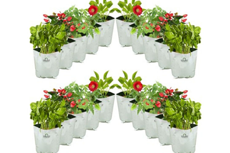 Greenhouses use plastic grow bags (1)