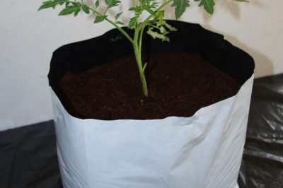 Household high quality plastic grow bags (1)