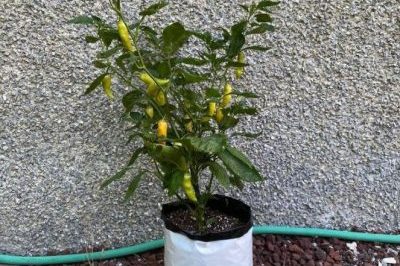 Household high quality plastic grow bags (6)