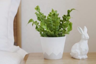 Indoor pot plant plastic tray (1)