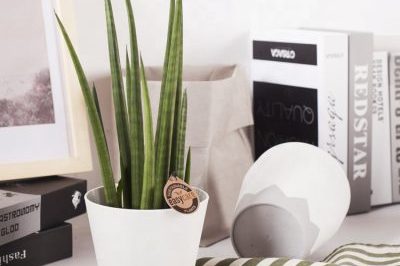 Indoor pot plant plastic tray (6)