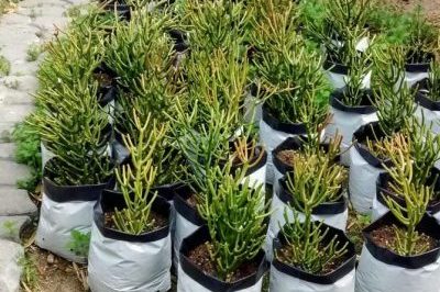 Low price wholesale plastic grow bags (4)