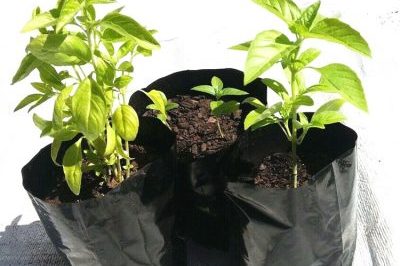Multiple Size Plastic Grow Bags (4)