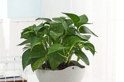 New multifunctional plastic plant pot (3)
