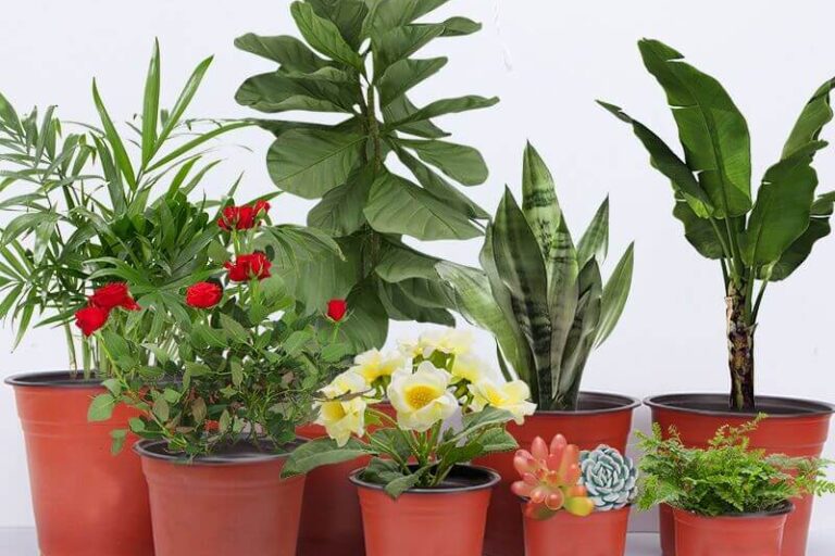 Wholesale PP Round Nursery Pots (5)