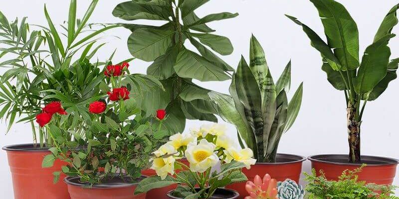 Wholesale PP Round Nursery Pots (5)