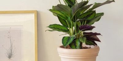 hot selling household plastic flower pots (2)