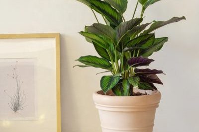 hot selling household plastic flower pots (2)