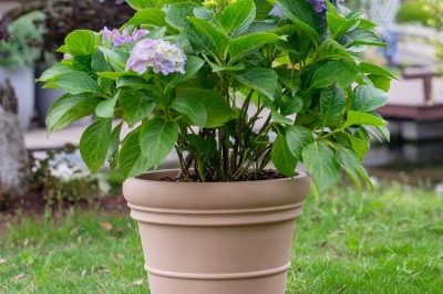 hot selling household plastic flower pots (3)