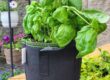 Organic vegetable fabric grow bag for sustainable gardening