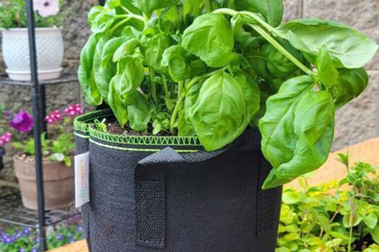 Organic vegetable fabric grow bag for sustainable gardening