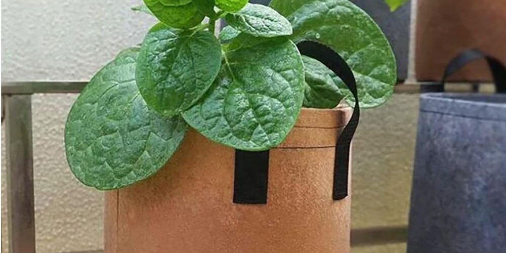 High-quality fabric grow bag for plant growth