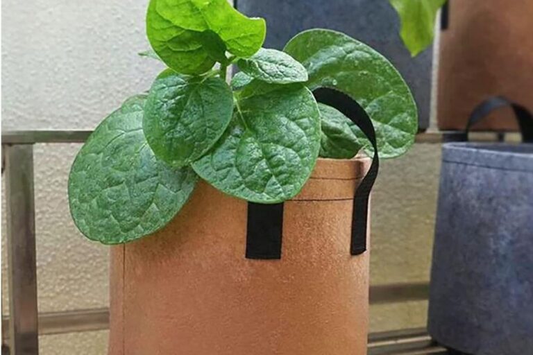 Breathable fabric grow bag for healthy plant growth (4) High-quality fabric grow bag for plant growth