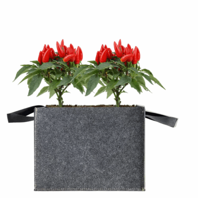 Fabric grow bag for vegetable gardening and planting