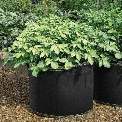 Thickened fabric grow bag for fruit and vegetable planting