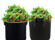 Durable fabric grow bag for long-term garden planting